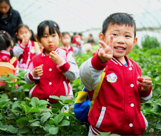 相約草莓采摘園,開(kāi)啟“莓”好生活之旅 —北京王府幼兒園草莓采摘活動(dòng)